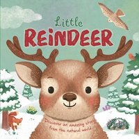 bokomslag Nature Stories: Little Reindeer