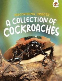 bokomslag Discovering Insects: A Collection of Cockroaches