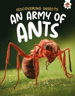 Discovering Insects: An Army of Ants