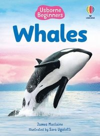bokomslag Beginners Whales