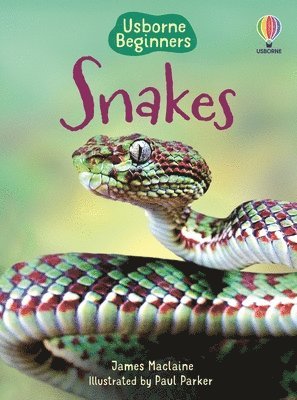 James MacLaine - Snakes (Usborne Beginners), Häftad