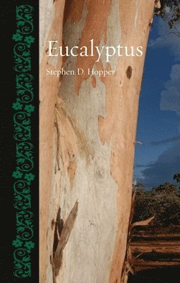 Eucalyptus 1