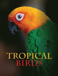 bokomslag Tropical Birds