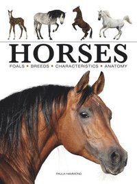 bokomslag Horses