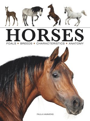 Horses 1