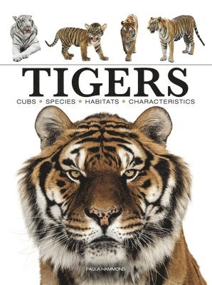 Tigers 1