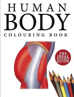 Human Body Colouring Book 1