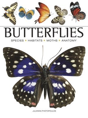 Butterflies 1