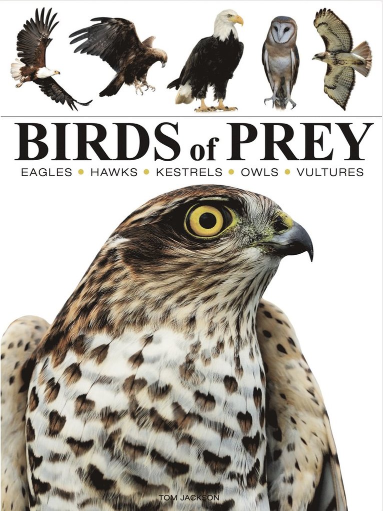 Birds of Prey 1