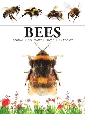 Tom Jackson - Bees, Häftad