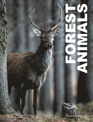 Forest Animals 1