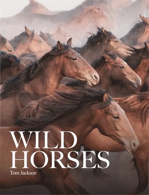 Wild Horses 1