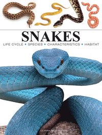 bokomslag Snakes