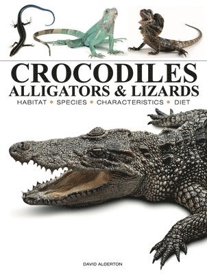 bokomslag Crocodiles, Alligators & Lizards