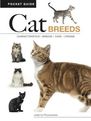 bokomslag Cat Breeds