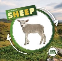 bokomslag Life Cycle of a Sheep