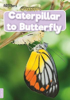 Caterpillar to Butterfly 1