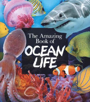 bokomslag Amazing Book of Ocean Life