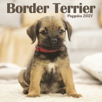 bokomslag Border Terrier Puppies Mini Square Wall Calendar 2021
