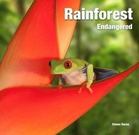 bokomslag Rainforest Endangered