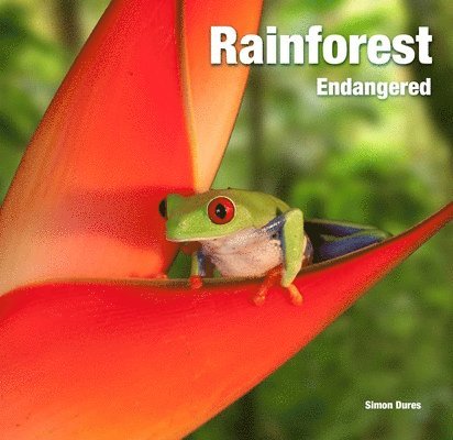 Rainforest Endangered 1