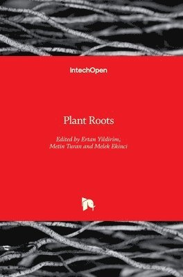 Plant Roots 1