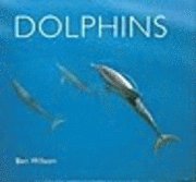 bokomslag Dolphins