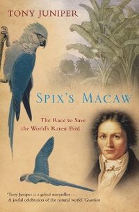 bokomslag Spixs Macaw