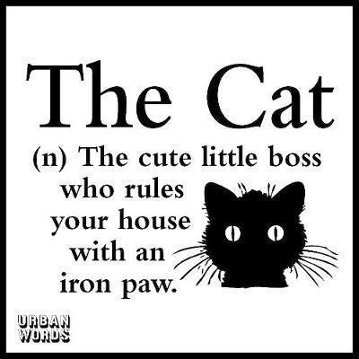 Urban Words - The Cat, Inbunden