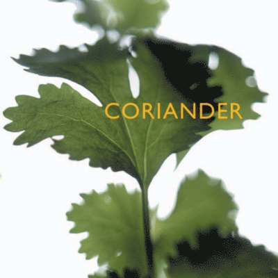 Southwater Publishing, Southwater - Coriander, Häftad