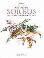 bokomslag Genus Sorbus