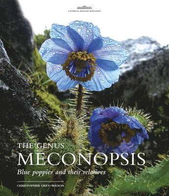 GENUS MECONOPSIS