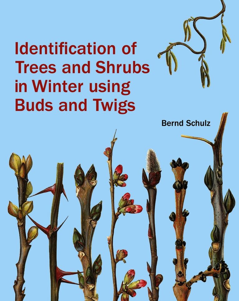 Identification of Trees and Shrubs in Winter Using Buds and Twigs
