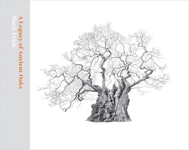 bokomslag Legacy of Ancient Oaks