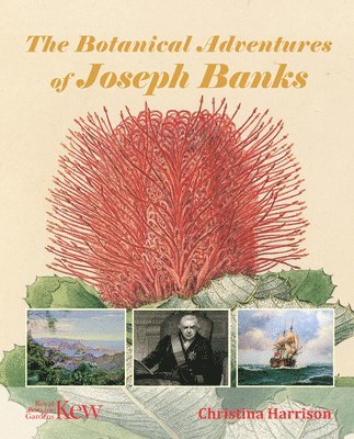 Christina Harrison - Botanical Adventures of Joseph Banks, Inbunden