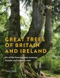 bokomslag Great Trees of Britain and Ireland