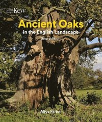 bokomslag Ancient Oaks in the English Landscape