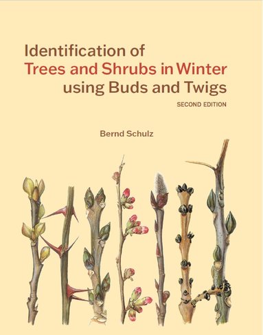 Bernd Schulz - Identification of Trees and Shrubs in Winter using Buds and Twigs, Häftad