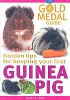Guinea Pig