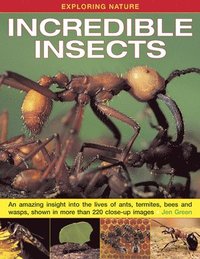 bokomslag Exploring Nature: Incredible Insects