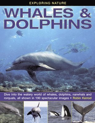 Robin Kerrod - Exploring Nature: Whales & Dolphins: Dive into the Watery World of Whales, Dolphins, Narwhals and Rorquals, All Shown in 190 Spectacular Images, Inbunden