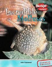 bokomslag Molluscs