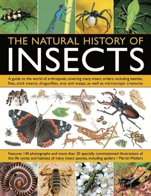 Martin Walters - Natural History of Insects, Häftad