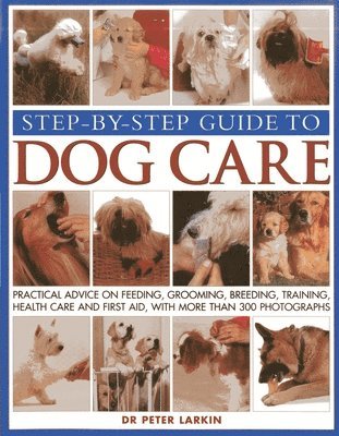 Step-by-step Guide to Dog Care 1