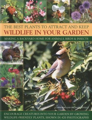 Best Plants to Attract and Keep Wildlife in the Garden 1