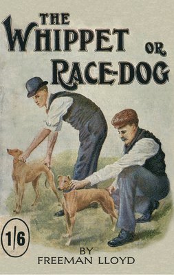 The Whippet or Race Dog 1