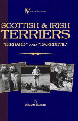 bokomslag Scottish Terriers And Irish Terriers - "Scottie Diehard" and "Irish Daredevil" (A Vintage Dog Books Breed Classic)