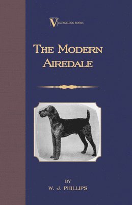 Modern Airedale Terrier