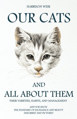 Our Cats And All About Them