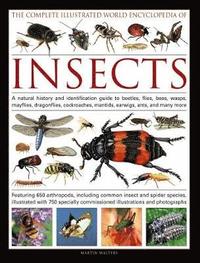 bokomslag Complete Illustrated World Encyclopedia of Insects